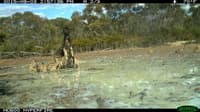 A remote monitoring camera has captured a father Emu taking his chicks for a swim.