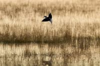 A Black-winged Stilt at Naree. Photo Peter Morris.
