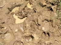 Feral pigs damage fragile wetlands with their hard hooves. Photo Leanne Hales.