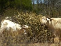 Feral goats can cause overgrazing.