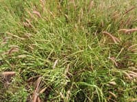 A Buffel Grass tussuck. Photo Cathy Zwick.