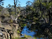 Myall Spring on Carnarvon Station Reserve, Queensland. Photo Peter Mills.