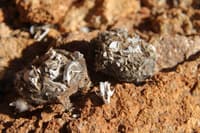 Owl vomit packed with remains of rodent skulls and marsupial jaws.