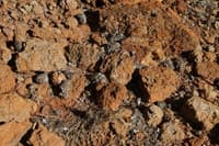 Owl pellets below a roost.