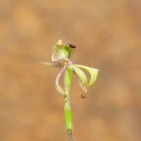 Northern Dwarf Spider Orchid (Caladenia bryceana subsp. cracens).