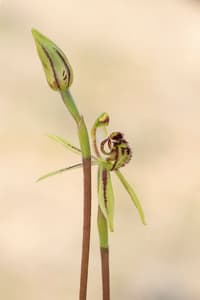 The bud and flower of a Small Dragon Orchid (Caladenia barbarella).