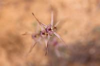 Kalbarri spider orchid (Caladenia wanosa) flowers.
