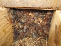 Social huntsman spiders in pygmy possum box.