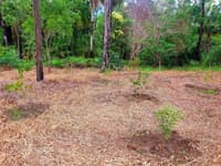 New plantings at Reedy Creek.