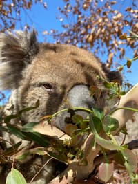 Koala provided with fresh gum leaves.
