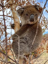 The first Koala recorded on Scottsdale Reserve.