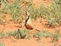 Inland Dotterels made the most of the ground cover on the plains.
