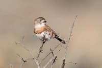 Chestnut-breasted Whiteface.