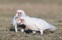 Long Billed Corellas