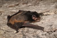 Goulds Wattled Bat.