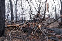 Damage caused by the North Black Range fire which burnt through Burrin Burrin reserve December 2019.