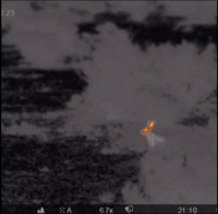 Rabbit spotted through thermal imaging browsing on a small shrub.