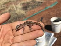 A Box-patterned Gecko.