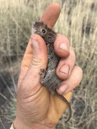 A Desert Mouse.