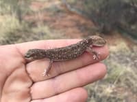A Fat-tailed Gecko.