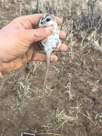 A Stripe-faced Dunnart.