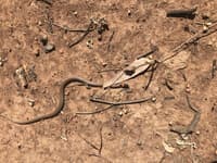 An Orange-naped Snake.
