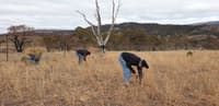 Volunteers hand weeding in the grasslands.