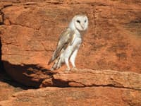 Barn Owl at Cravens Peak Reserve.