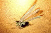 Nightime insect making holes in the sand with its abdomen.