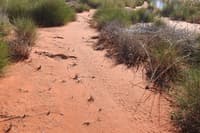 Tracks of small Sandhill Frogs tracks.