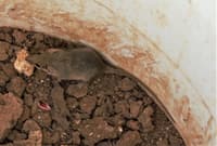 A tiny Narrow Nosed Planigale (Planigale tenuirostris) in a pitfall bucket.