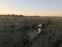 Checking pitfall traps.