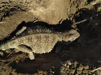 Female bearded dragon spotted digging a nest.