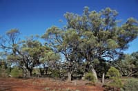 Gidgee (Acacia cambagei) woodland in semi arid landscapes across the reserve.