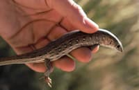 The stunning Leopard Skink (Ctenotus pantherinus).