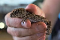 Prickly Knob-tailed Gecko (Nephrurus asper).