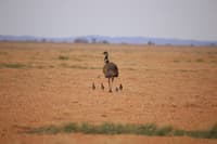 An Emu father with chicks.
