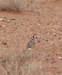 An Inland Dotterel.