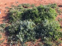 Pockets of vegetation spring up around gilgais.