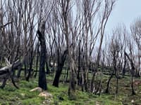 Bushfire scars on the way into Scottsdale.