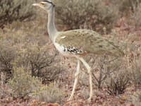 An Australian Bustard seen on our visit.