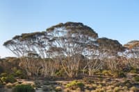 Beautiful Charles Darwin Reserve.