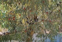 Crimson Chats around the homestead.