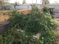 Working on our vegetable garden for fresh supplies.