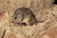 The Desert short tailed mouse.