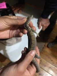 A Pygmy Mulga Monitor (Varanus gilleni).