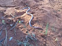 Blind snakes (Anilios endoterus).