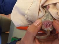 Dunnart jellybean joeys.