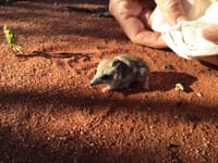 Ooldea Dunnart (Sminthopsis ooldea).