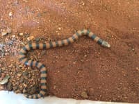 Colourful Jans Banded Snake (Simoselaps bertholdi).